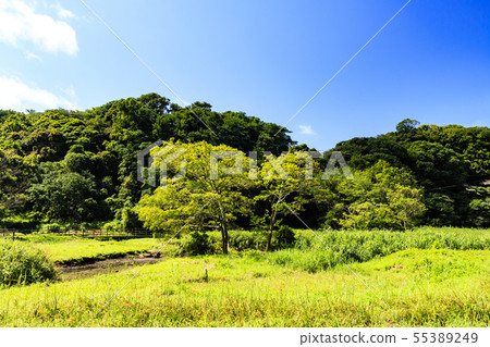 Valley (summer) 55389249