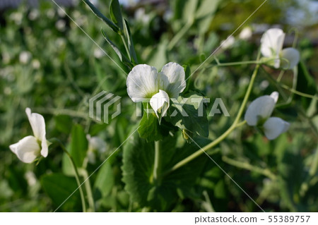 綠色和平花 綠色和平花 55389757