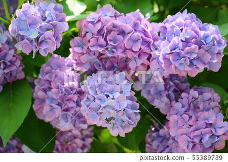 hydrangea flower hydrangea flower 55389789