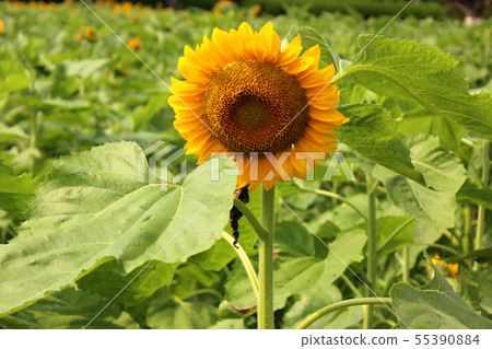 A flowering sunflower at 