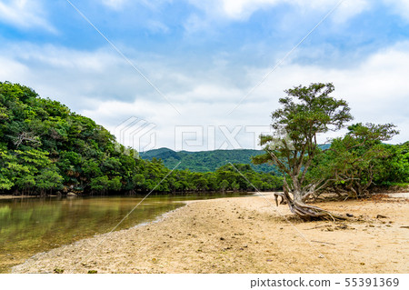 Okinawa Ishigakijima Futtsukawa mangrove community 55391369