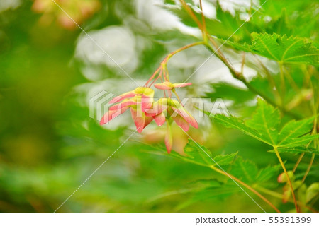 楓葉螺旋槳 楓葉螺旋槳 55391399