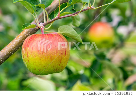 It is about to eat soon, apple of apple orchard It is about to eat soon, apple of apple orchard 55391955