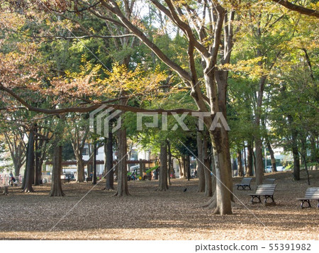 Fall Ashana Park Fall Ashana Park 55391982