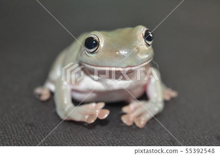 Up of a frog Up of a frog 55392548