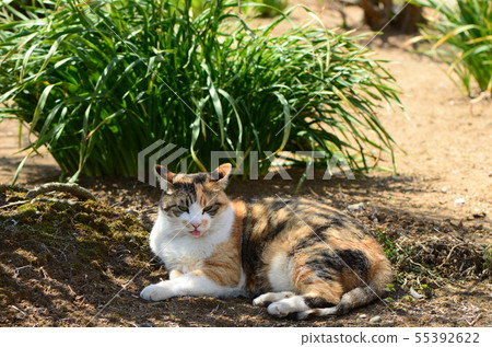 Cat outside with tongue out 55392622