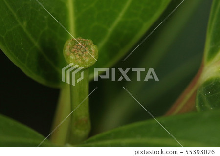 天然植物Caclemino,一個有顆粒狀苔蘚的嬰兒看著花蕾的尖端 天然植物Caclemino,一個有顆粒狀苔蘚的嬰兒看著花蕾的尖端 55393026