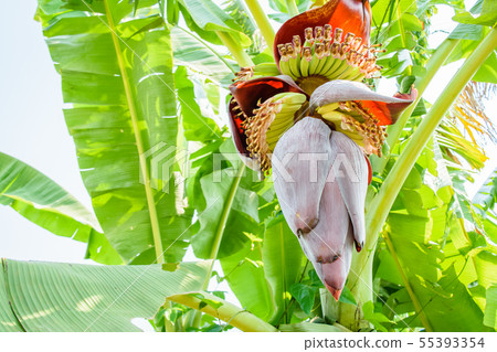 Banana blossom on tree 55393354