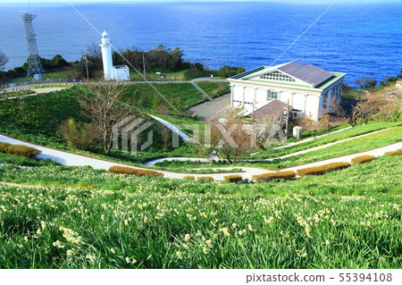 Echizenmisaki黃水仙土地，日本海和黃水仙花 55394108