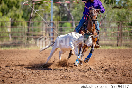 Australian Team Calf Roping At Country Rodeo 55394117