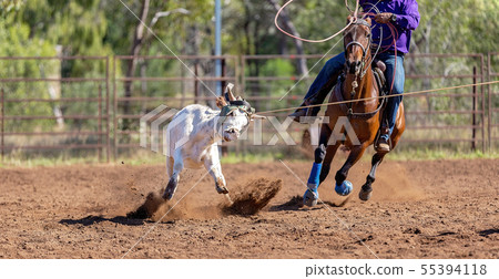 Australian Team Calf Roping At Country Rodeo 55394118