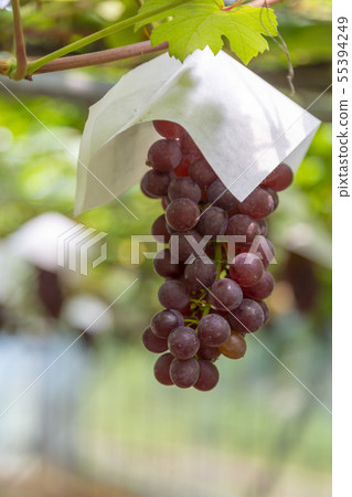 Delaware Vineyard Delaware Vineyard 55394249