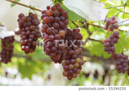 Delaware Vineyard Delaware Vineyard 55394250