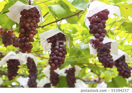 特拉華葡萄園 特拉華葡萄園 55394257