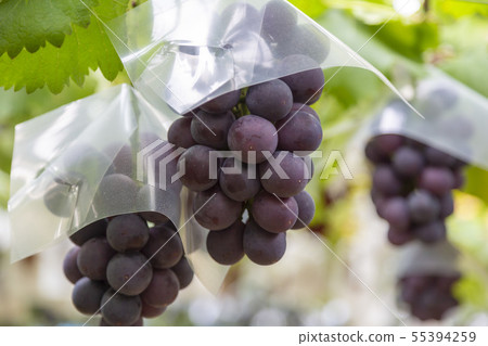 Kyoho Vineyard 55394259