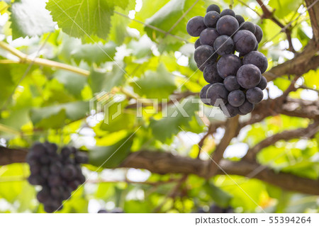 巨峰葡萄園 巨峰葡萄園 55394264
