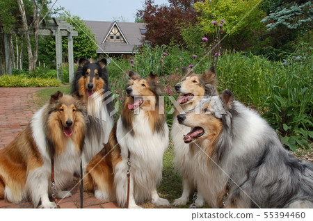 在牧羊犬植物園 在牧羊犬植物園 55394460