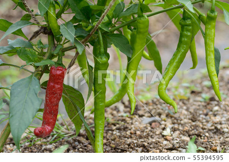 Fushimi Capsicum 55394595