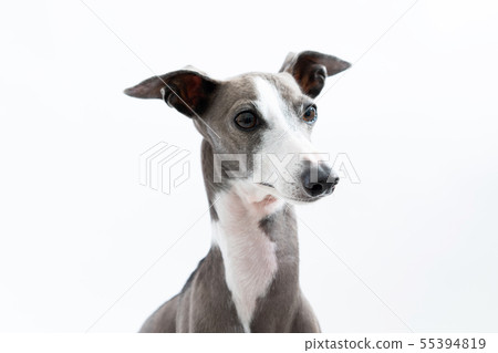 Italian Greyhound Italian Greyhound 55394819
