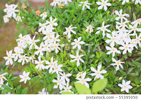 梨樹的花 梨樹的花 55395050