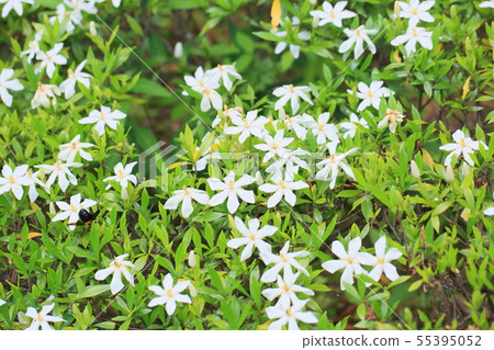 梨樹的花 55395052