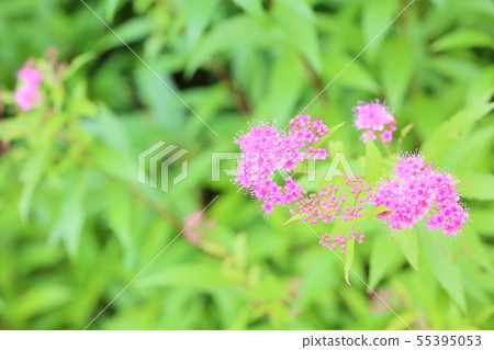 Simopocillium花 Simopocillium花 55395053