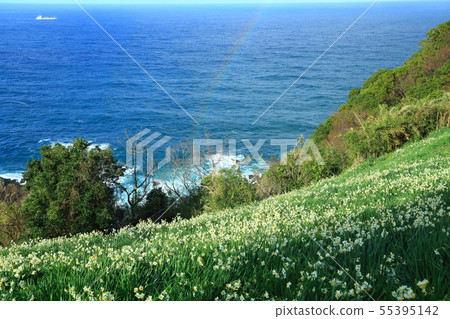 Rikogahira高原Nihonkai彩虹和水仙花 Rikogahira高原Nihonkai彩虹和水仙花 55395142