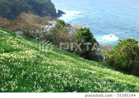 Rashigahira Plateau, Sea of Japan and Narcissus flowers Rashigahira Plateau, Sea of Japan and Narcissus flowers 55395144