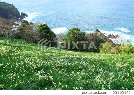 Rashigahira高原,日本海和水仙花 Rashigahira高原,日本海和水仙花 55395145