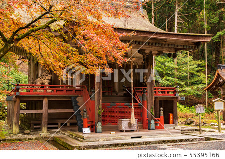 Autumn Shiga Sakamoto Hiyoshi Taisha Shirayamahime Shrine Main Hall Autumn Shiga Sakamoto Hiyoshi Taisha Shirayamahime Shrine Main Hall 55395166