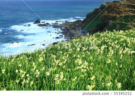 越前海灘水仙花村，日本海和黃水仙花 55395252