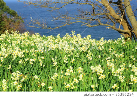 越前海灘水仙花村,日本海和黃水仙花 越前海灘水仙花村,日本海和黃水仙花 55395254
