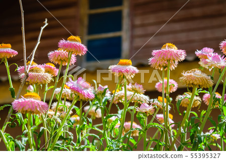 growing strawflowers growing strawflowers 55395327