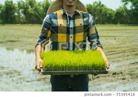 Rice planting Farming I-turn Men Rice planting Farming I-turn Men 55395418