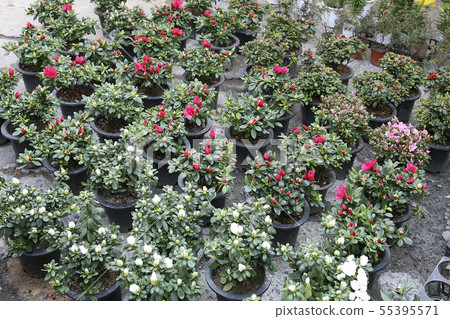 Spring, flower market Spring, flower market 55395571