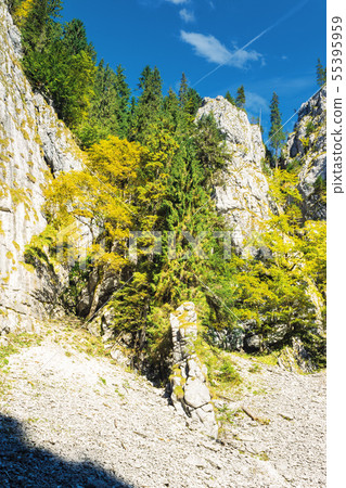 trees on steep rocky slope 55395959