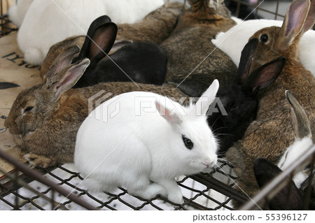 rabbit rabbit 55396127