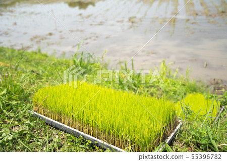 Farmhouse Rice planting nursery 55396782