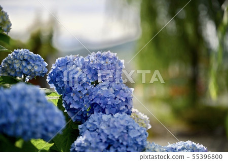 Hydrangea of Ishidate Temple Hydrangea of Ishidate Temple 55396800