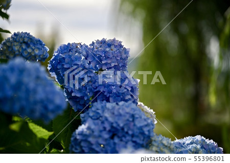Hydrangea of Ishidate Temple Hydrangea of Ishidate Temple 55396801