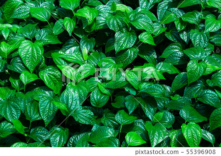 Piper sarmentosum or Chaplo healthy vegetables. 55396908