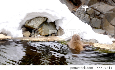 Child monkey entering a hot spring 55397814