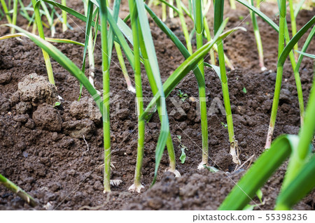 Bed with growing green garlic feathers in the home Bed with growing green garlic feathers in the home 55398236