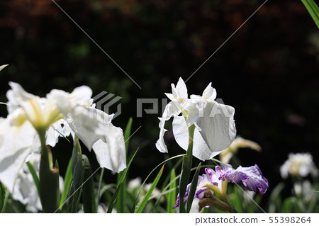 鳶尾花 55398264