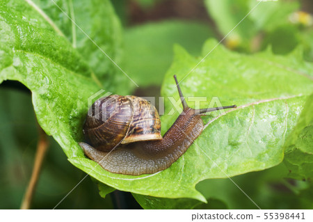 Snail crawling on a wide green leaf after the rain Snail crawling on a wide green leaf after the rain 55398441