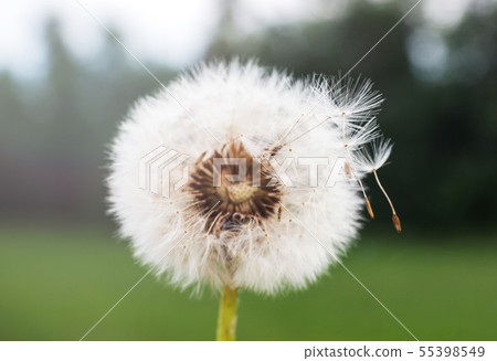 Dandelion flower on green background in field. Dandelion flower on green background in field. 55398549