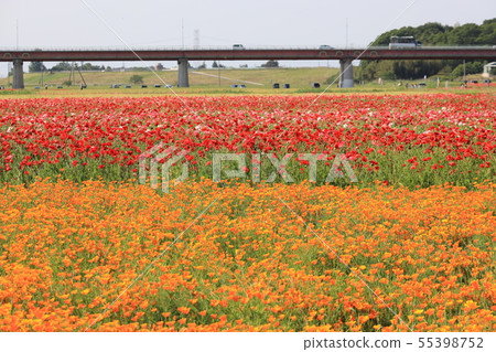 埼玉縣Konosu市的罌粟田的風景 埼玉縣Konosu市的罌粟田的風景 55398752