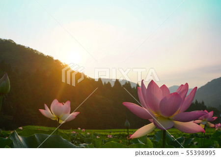 Flower lotus park lotus south Echizen town 55398995