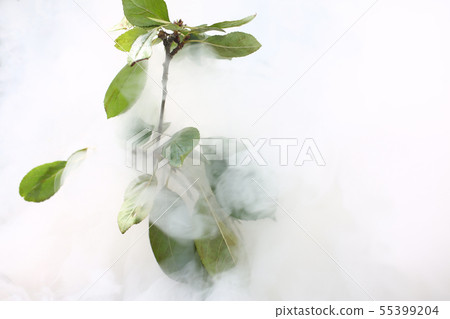 Green leaves of tree in smoke forest 55399204