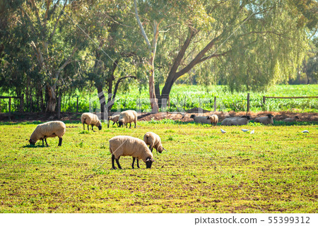 Australian grazing sheep on a farm Australian grazing sheep on a farm 55399312